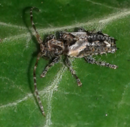 Cerambycidae: Pogonocherus hispidus? Sì